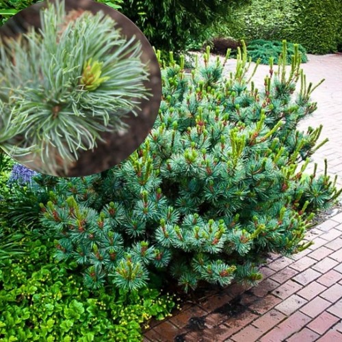 Pinus pumila 'Jeddeoh' - Kääbus-seedermänd 'Jeddeoh' C2/2L